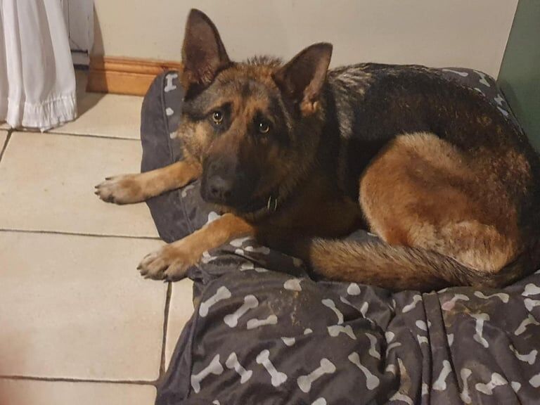 German shepard for sale - Image 4 of 4