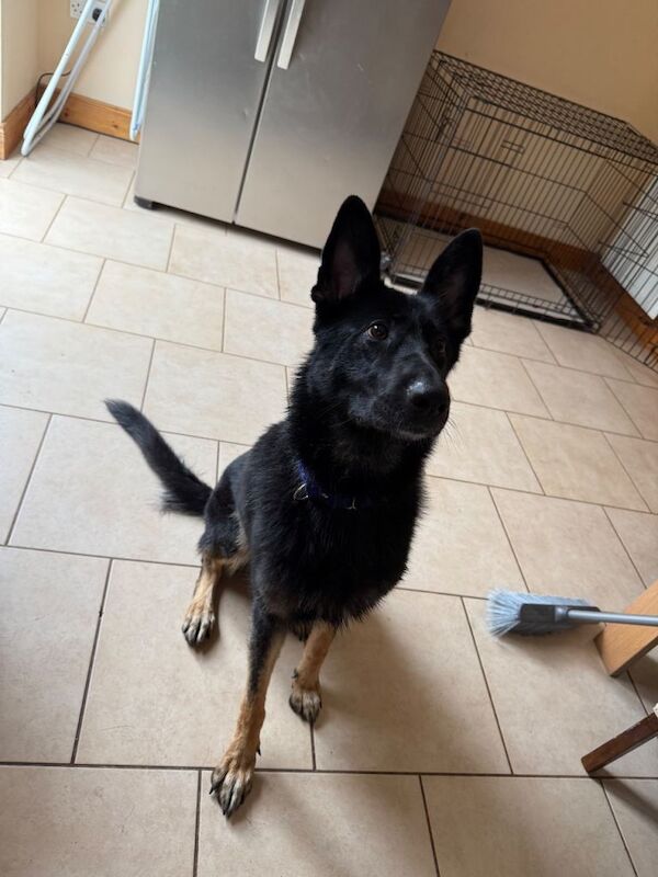 German Shepard for sale