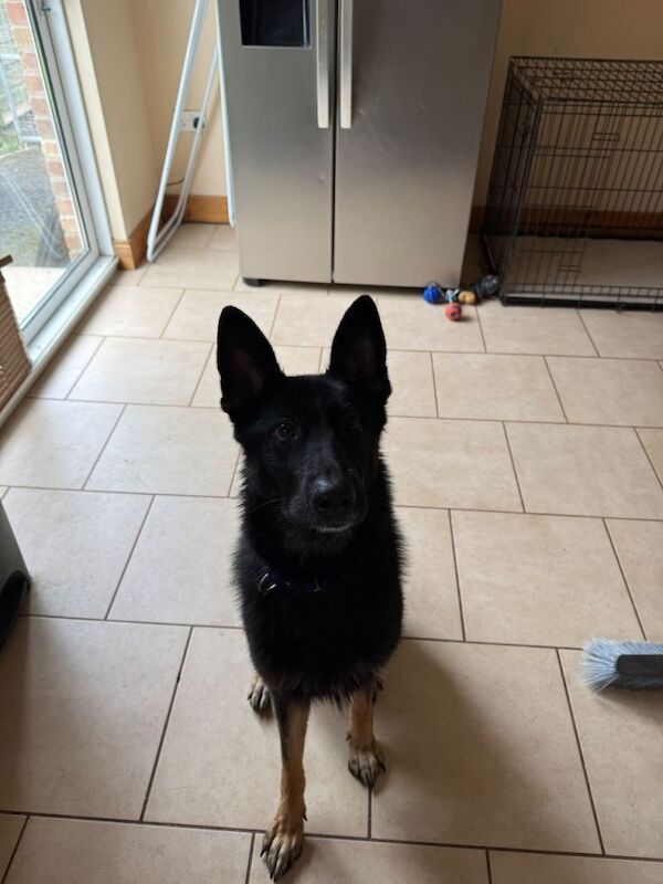 German Shepard for sale - Image 2 of 4