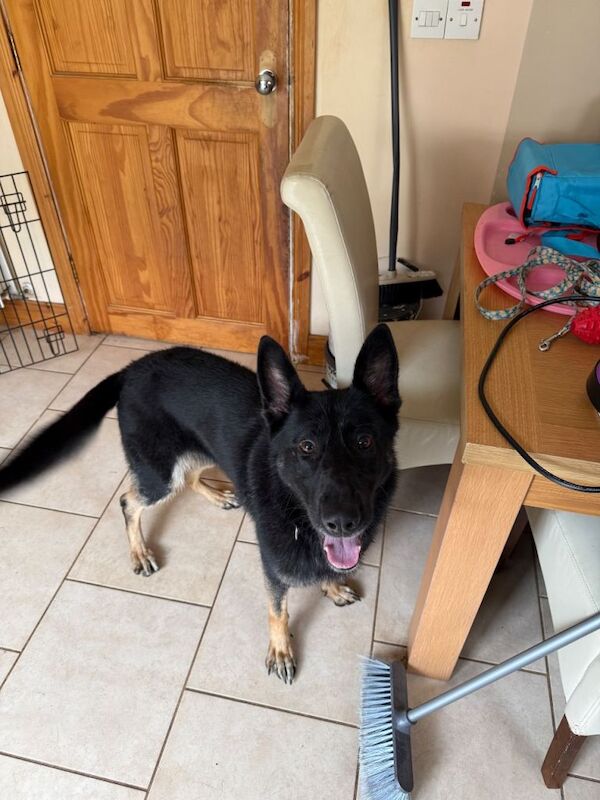 German Shepard for sale - Image 3 of 4