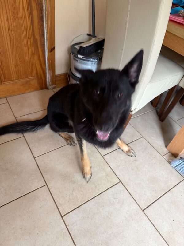 German Shepard for sale - Image 4 of 4