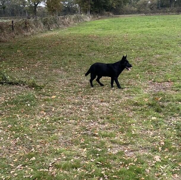 German Shepherd puppies for sale in Solihull, West Midlands – 6 months old - Image 9 of 15