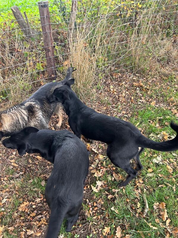 German Shepherd puppies for sale in Solihull, West Midlands – 6 months old - Image 11 of 15