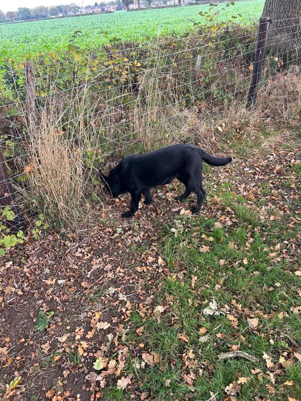 German Shepherd puppies for sale in Solihull, West Midlands – 6 months old - Image 12 of 15