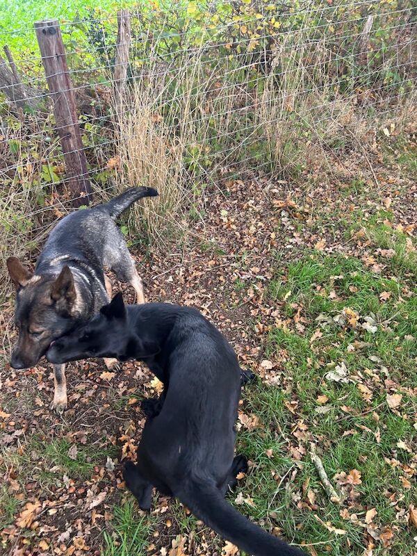 German Shepherd puppies for sale in Solihull, West Midlands – 6 months old - Image 15 of 15