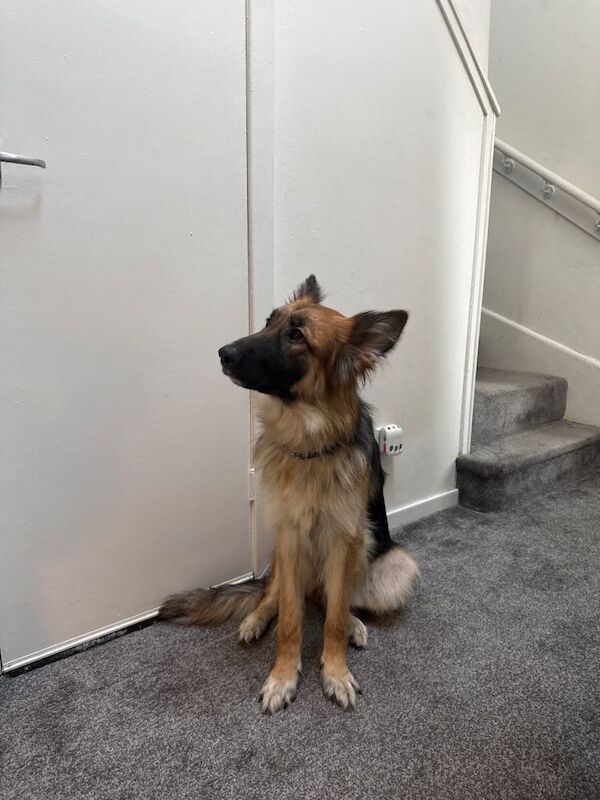 German Shepherd Puppies For Sale Under £1,000