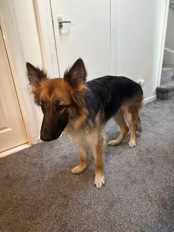 German Shepard long coat - Image 3 of 3