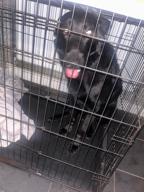 German Shepherd puppies for sale in Leytonstone, Greater London – 4 years old