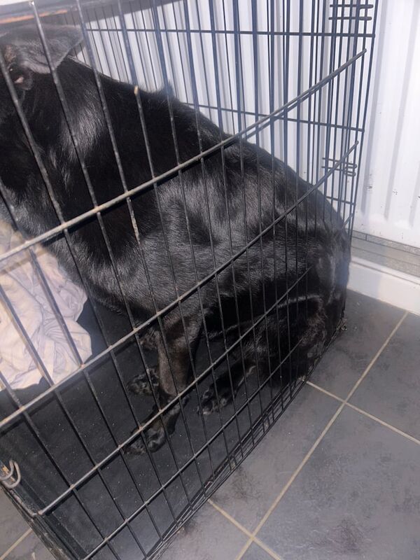 German Shepherd puppies for sale in Leytonstone, Greater London – 4 years old - Image 2 of 2