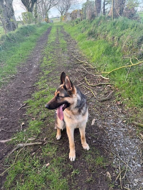 German Shepard pup
