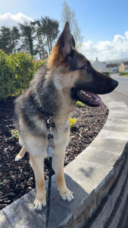 German Shepard pup - Image 2 of 3