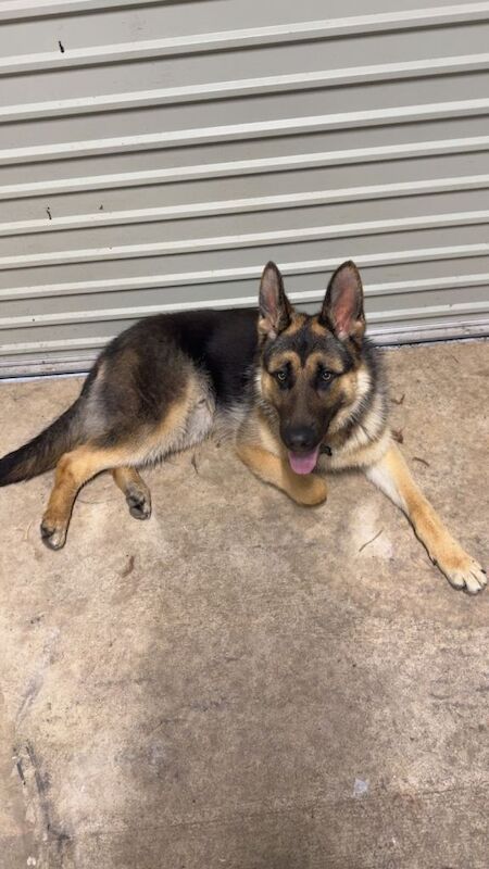 German Shepard pup - Image 3 of 3