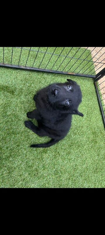 German Shepherd puppies for sale in Huddersfield, West Yorkshire – 8 weeks old - Image 2 of 3