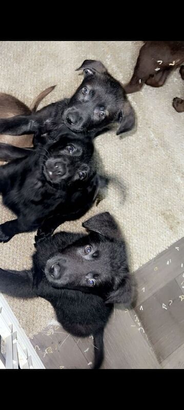 German Shepherd puppies for sale in Huddersfield, West Yorkshire – 8 weeks old - Image 3 of 3