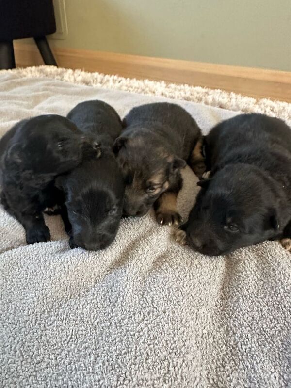 German Shepard puppie - Image 2 of 3