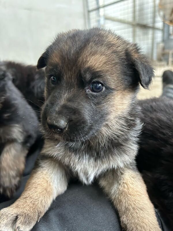 German Shepherd puppies for sale in Newry, County Armagh – 10 months old - Image 2 of 3