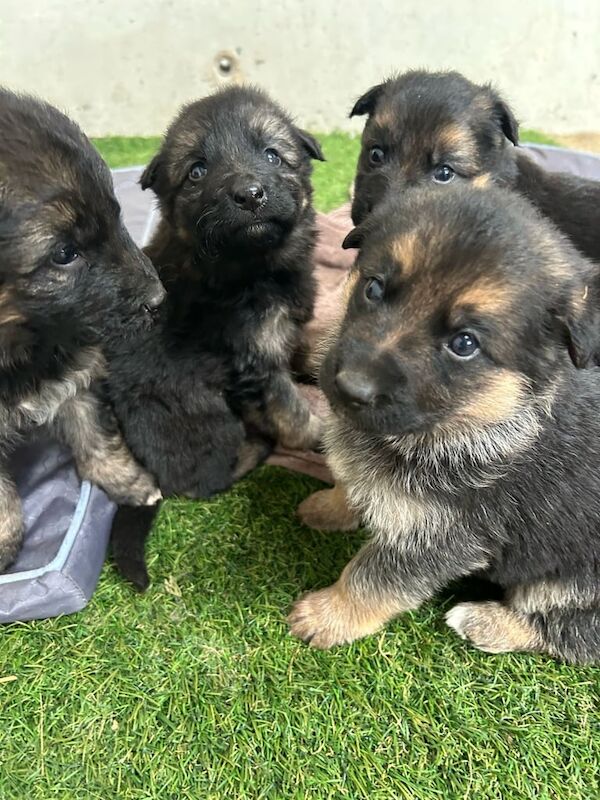 German Shepherd puppies for sale in Newry, County Armagh – 10 months old - Image 3 of 3