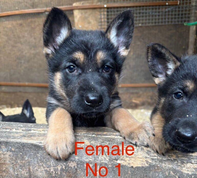 German Shepard Puppies for sale in Port Talbot, West Glamorgan