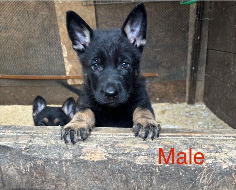 German Shepard Puppies for sale in Port Talbot, West Glamorgan | Image 2