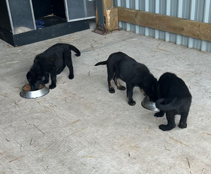 German Shepherd puppies for sale in Solihull, West Midlands – 12 weeks old