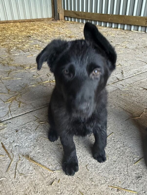 German Shepherd puppies for sale in Solihull, West Midlands – 12 weeks old - Image 2 of 3