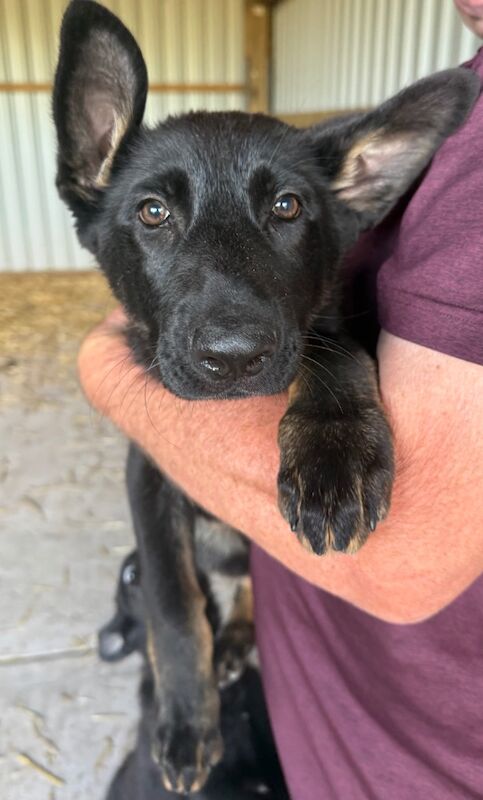 German Shepherd puppies for sale in Solihull, West Midlands – 12 weeks old - Image 3 of 3