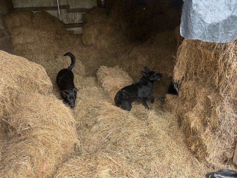 German Shepherd puppies for sale in Solihull, West Midlands – 6 months old - Image 3 of 15