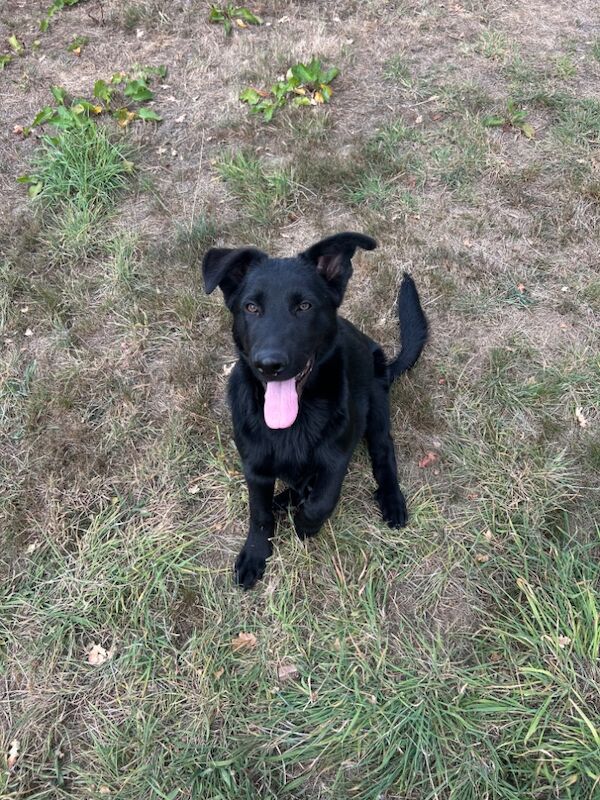 German Shepherd puppies for sale in Solihull, West Midlands – 6 months old - Image 5 of 15