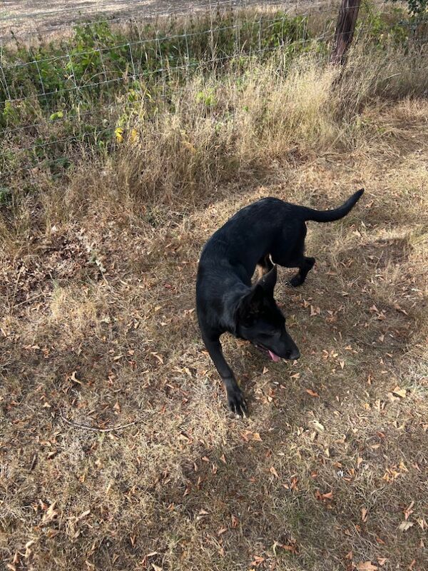 German Shepherd puppies for sale in Solihull, West Midlands – 6 months old - Image 8 of 15