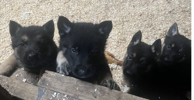 German Shepherd puppies for sale in Port Talbot, West Glamorgan – 5 weeks old