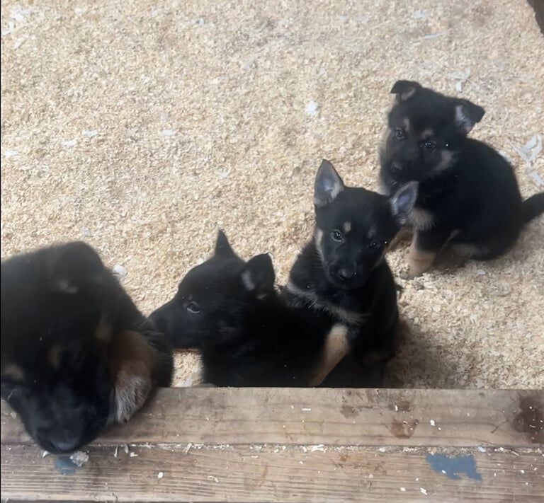 German Shepherd puppies for sale in Port Talbot, West Glamorgan – 5 weeks old - Image 2 of 3