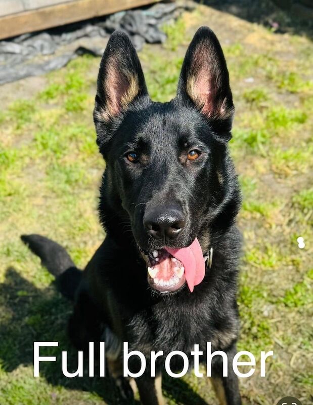 German Shepherd puppies for sale in Port Talbot, West Glamorgan – 5 weeks old - Image 3 of 3