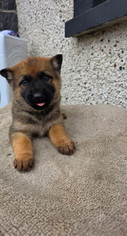 German Shepherd puppies for sale in Kilmarnock, Ayrshire and Arran – 8 weeks old