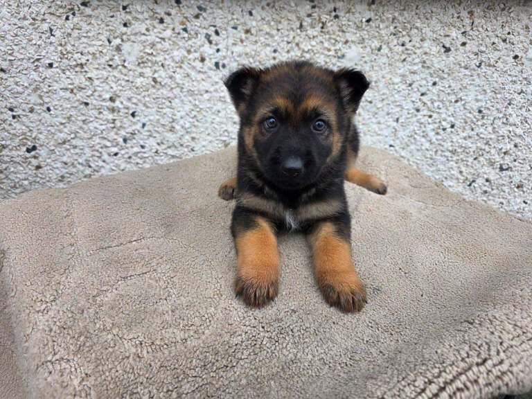 German Shepherd puppies for sale in Kilmarnock, Ayrshire And Arran – 4 months old - Image 2 of 4