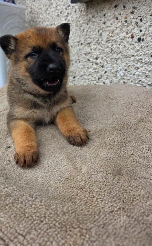 German Shepherd puppies for sale in Kilmarnock, Ayrshire And Arran – 4 months old - Image 3 of 4