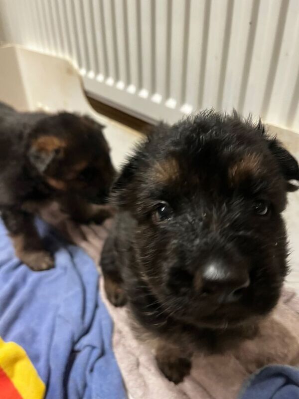 German Shepherd puppies for sale in Saltburn-by-the-Sea, North Yorkshire – KC registered, 9 weeks old