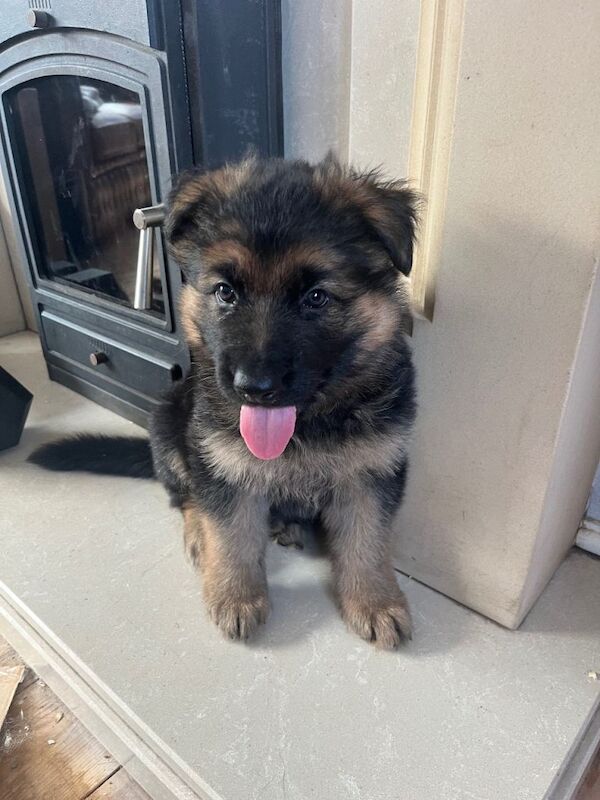 German Shepherd puppies for sale in Saltburn-by-the-Sea, North Yorkshire – KC registered, 9 weeks old - Image 2 of 5