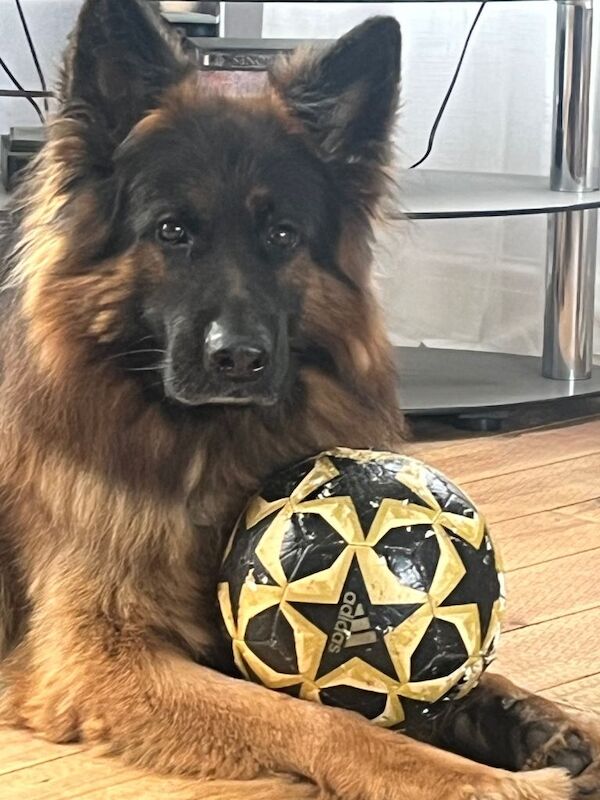 German Shepherd puppies for sale in Saltburn-by-the-Sea, North Yorkshire – KC registered, 9 weeks old - Image 3 of 5