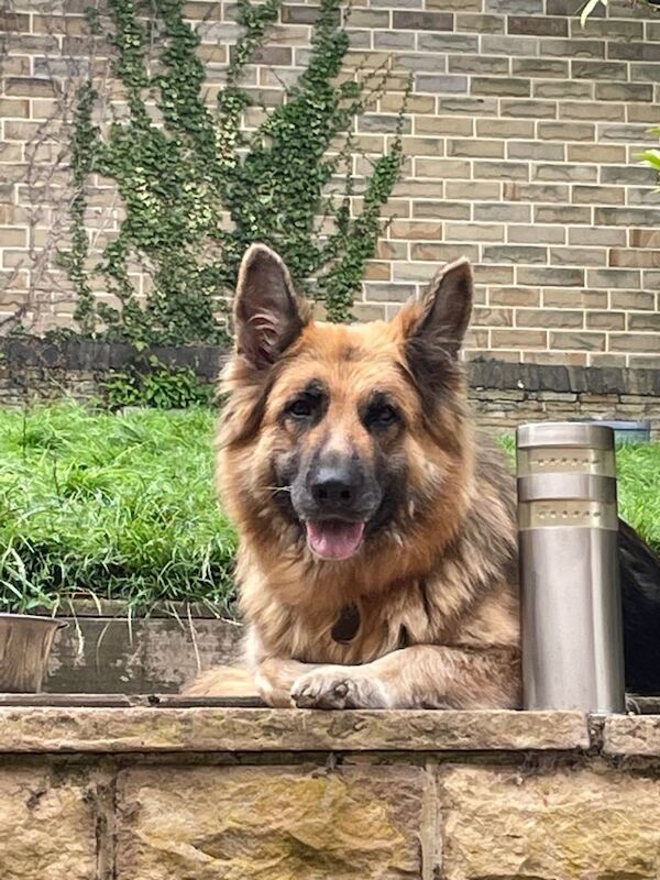 German Shepherd puppies for sale in Saltburn-by-the-Sea, North Yorkshire – KC registered, 9 weeks old - Image 4 of 5