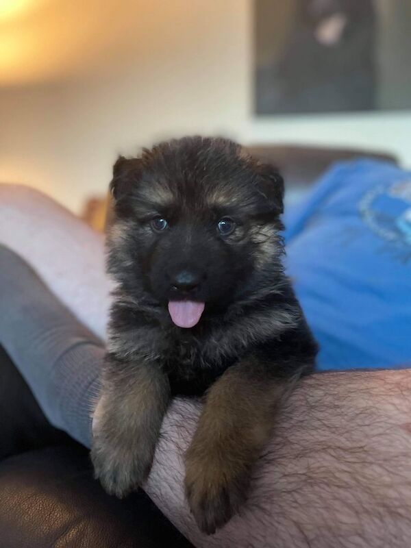 German Shepherd puppies for sale in Saltburn-by-the-Sea, North Yorkshire – KC registered, 9 weeks old - Image 5 of 5