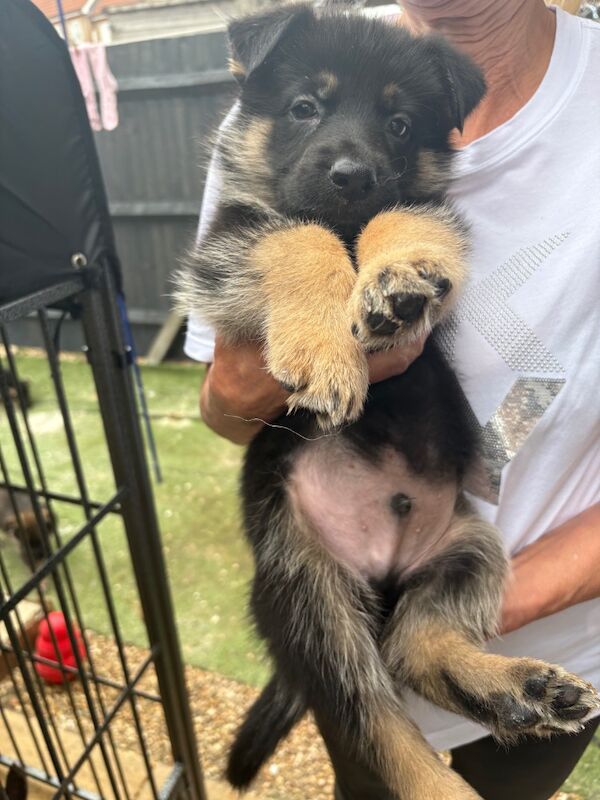 German Shepherd puppies for sale in Weymouth, Dorset – 6 weeks old