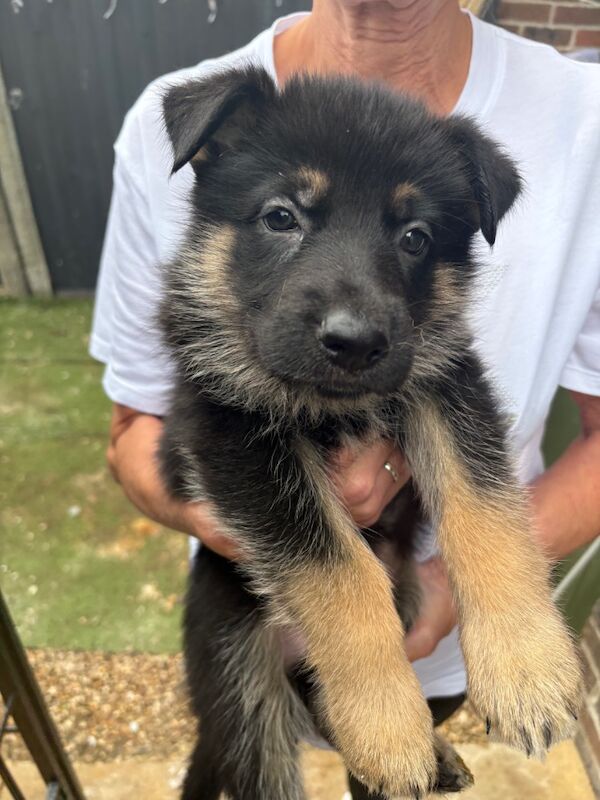 German Shepherd puppies for sale in Weymouth, Dorset – 6 weeks old - Image 4 of 13