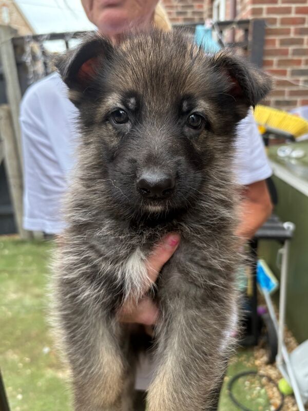 German Shepherd puppies for sale in Weymouth, Dorset – 6 weeks old - Image 7 of 13