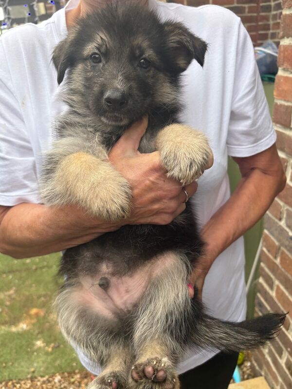 German Shepherd puppies for sale in Weymouth, Dorset – 6 weeks old - Image 10 of 13