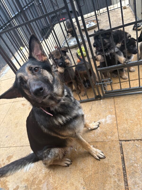 German Shepherd puppies for sale in Weymouth, Dorset – 6 weeks old - Image 13 of 13