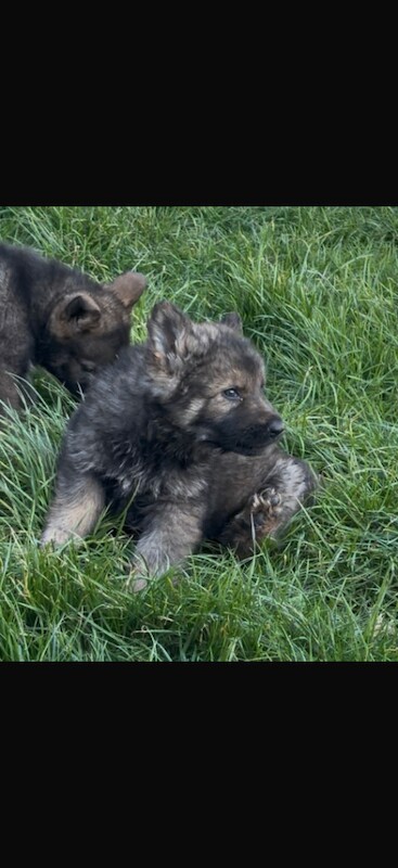 German Shepherd Puppies For Sale Under £1,000
