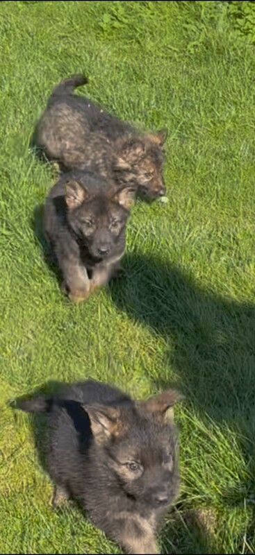German Shepard puppies - Image 2 of 4