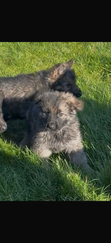 German Shepard puppies - Image 3 of 4