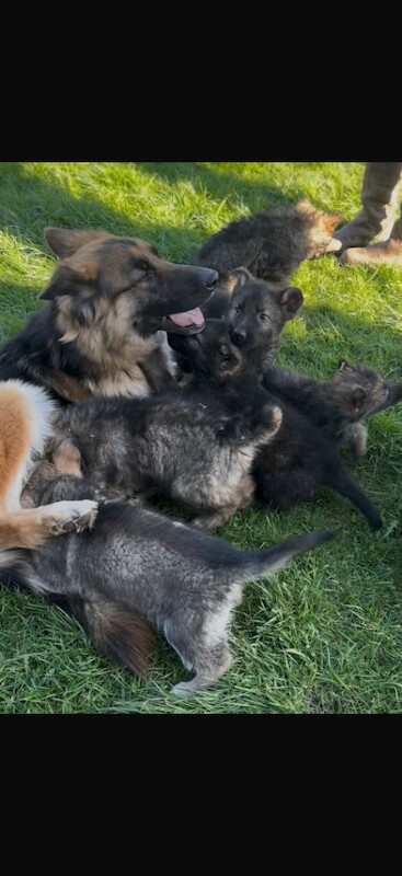 German Shepard puppies - Image 4 of 4