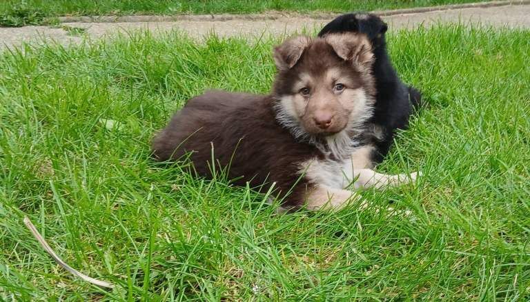 German Shepard puppies - Image 2 of 5